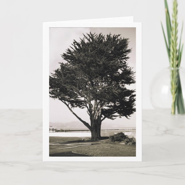 Träd Kort (Framsida)