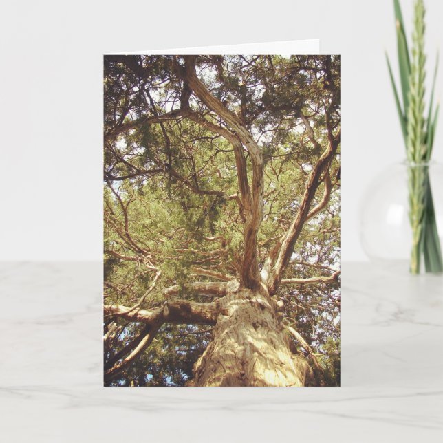 Träd Kort (Framsida)