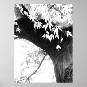 Träd l stilla natur l fotografi poster