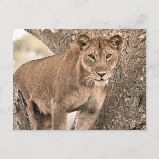 Träd lejon, Uganda-Afrikan Vykort (Framsida)