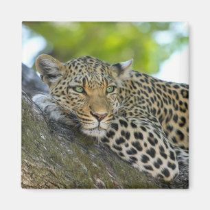 träd leopard magnet