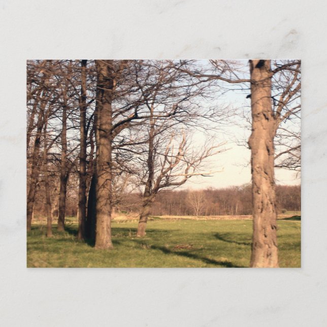 Träd liggande vykort (Framsida)