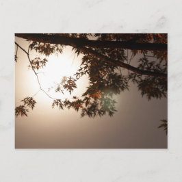Träd Löv och Moonlight Vykort