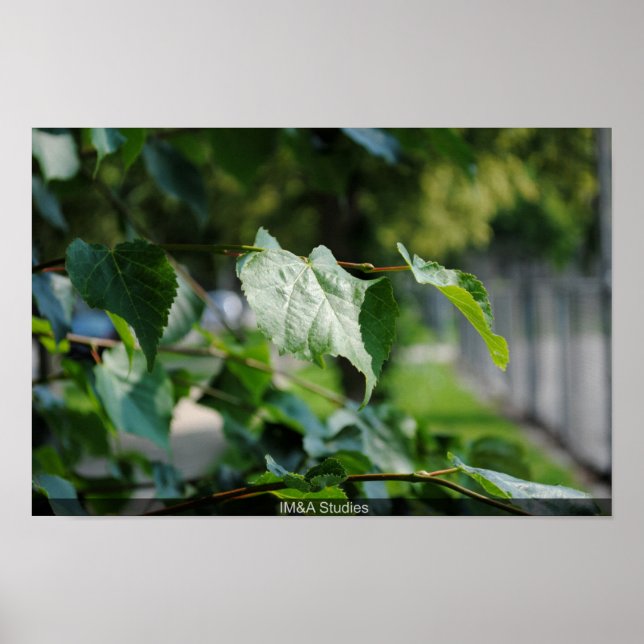 Träd Löv Poster (Framsidan)