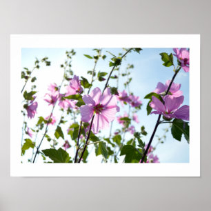 Träd Mallow Blooms i sommarPoster Poster