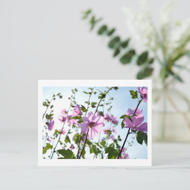 Träd Mallow Blooms under sommaren Vykort (Stående Fram)