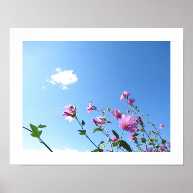 Träd Mallow i Bloom Poster (Framsidan)