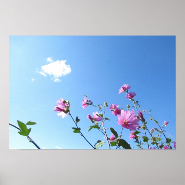 Träd Mallow in Bloom Poster (Framsidan)