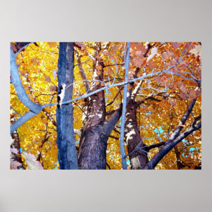 Träd Maple Träd höstblomma Poster