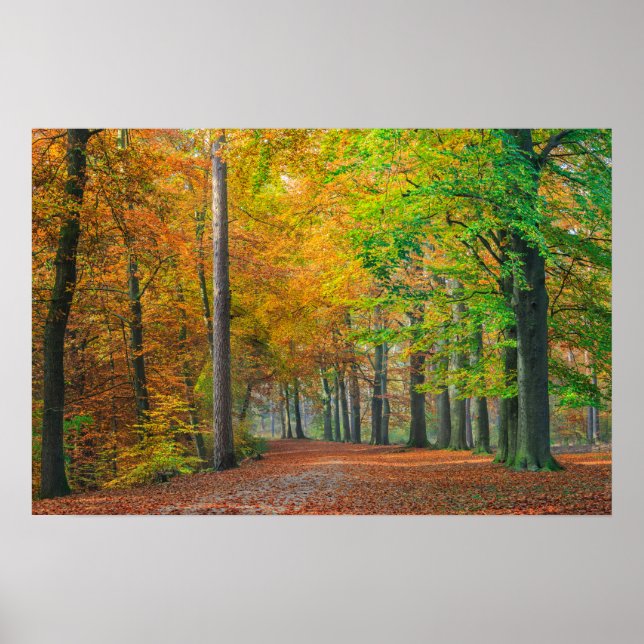 Träd med höstfärg i en skog poster (Framsidan)