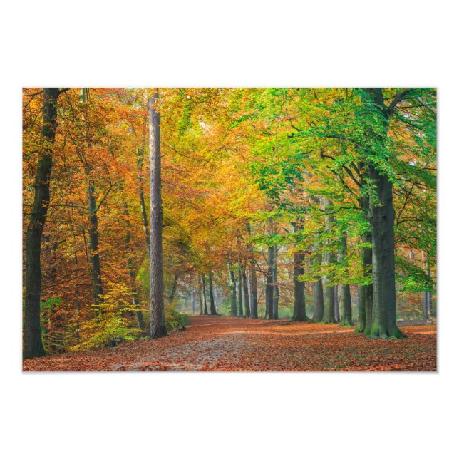 Träd med höstlöv i skog fototryck (Framsidan)