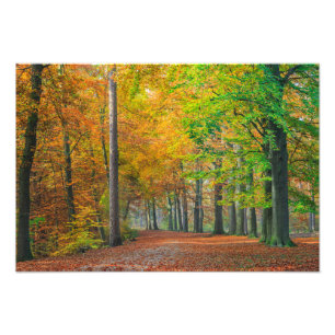 Träd med höstlövverk i en skog fototryck