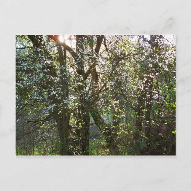 Träd med Vår Blommars vykort (Framsida)