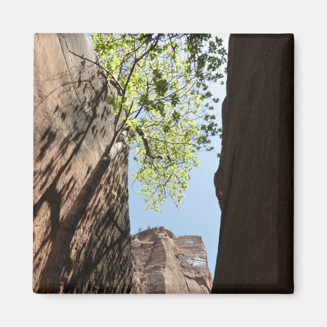 Träd mellan Sten och Zion nationalpark Magnet (Framsidan)