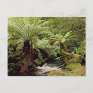 Träd-miljö Tasmania Australia Photography Vykort