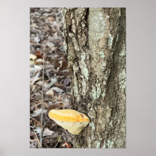 Träd Mushroom Poster