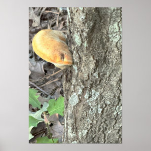 Träd Mushroom Poster