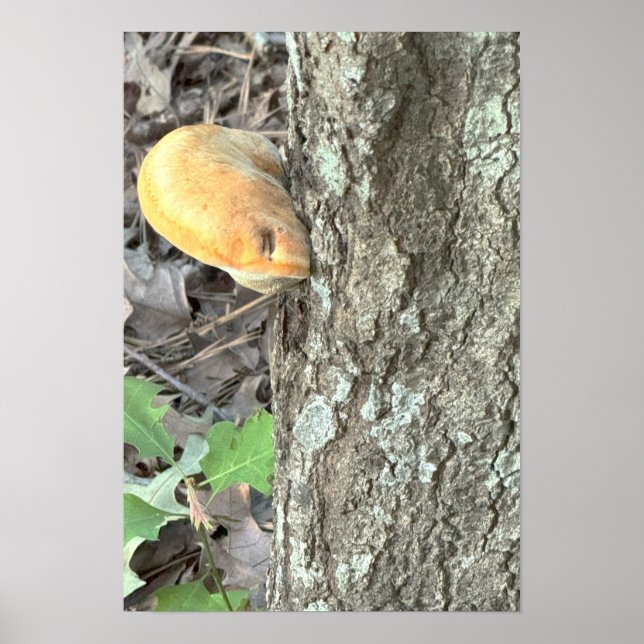 Träd Mushroom Poster (Framsidan)