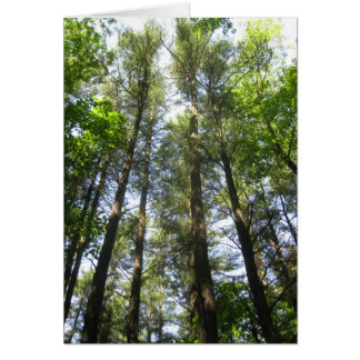 Träd når himmel hälsningskort