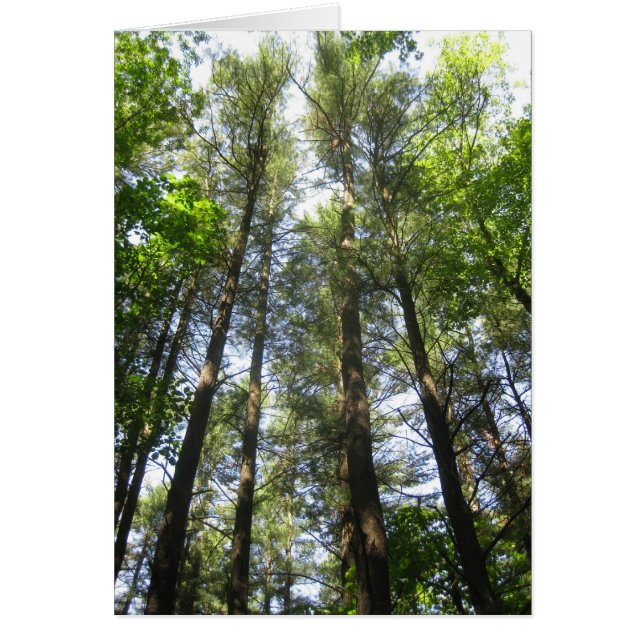 Träd når himmel hälsningskort (Framsidan)