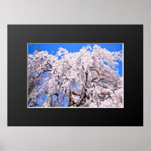 Träd ("Nara Ichiban-Zakura") Poster