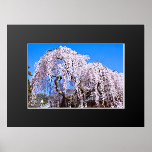 Träd ("Nara Ichiban-Zakura") Poster