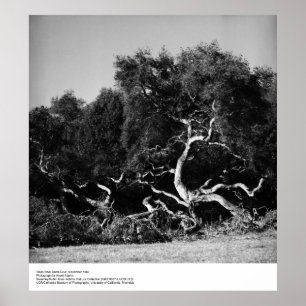 Träd nära Santa Cruz, 1962, av Ansel Adams Poster
