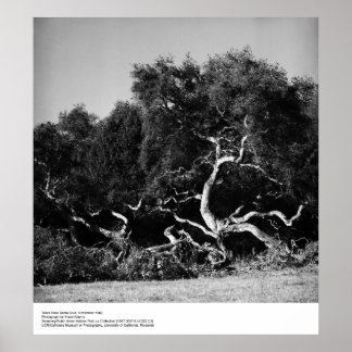 Träd nära Santa Cruz, 1962, av Ansel Adams Poster