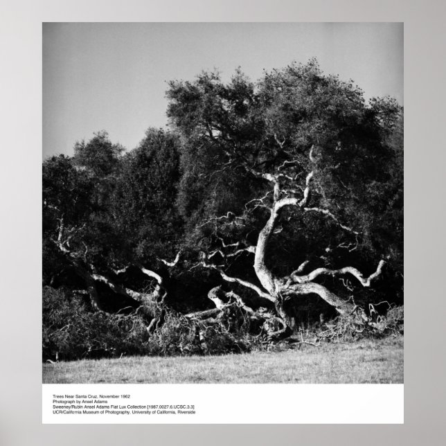 Träd nära Santa Cruz, 1962, av Ansel Adams Poster (Framsidan)