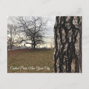 Träd New York NYC Sunrise Central Park Skyline Vykort