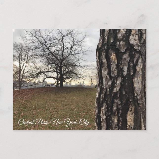Träd New York NYC Sunrise Central Park Skyline Vykort (Framsida)