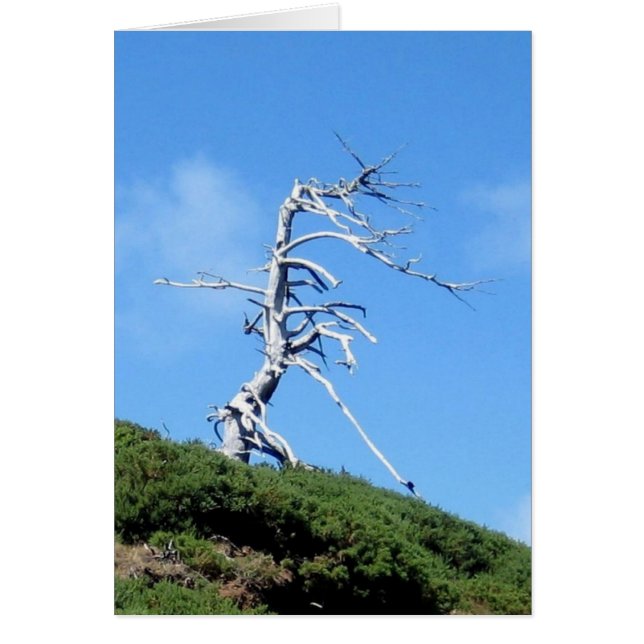 träd OBS kort (Framsidan)