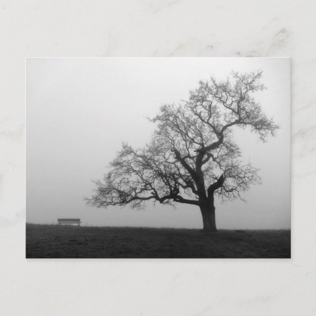 Träd och Bench i Fog Vykort (Framsida)