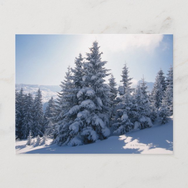 träd och berg täckta av snö vykort (Framsida)
