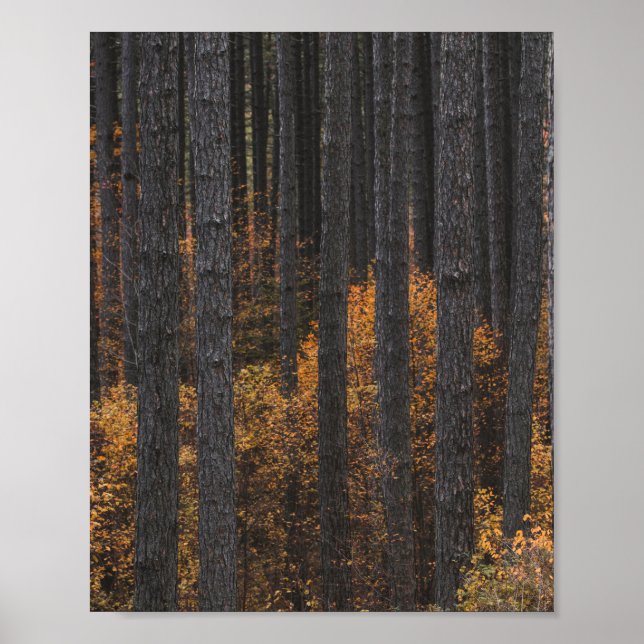 Träd och guld höstfärgning poster (Framsidan)