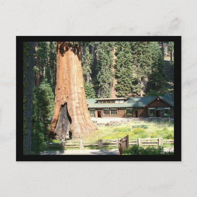 Träd och museum vykort (Framsida)