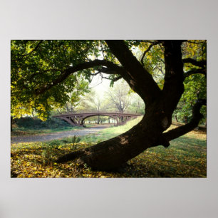 Träd och överbryggar i Central Park Poster