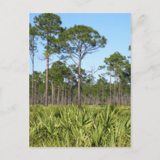 Träd och Saw Palmettos Vykort