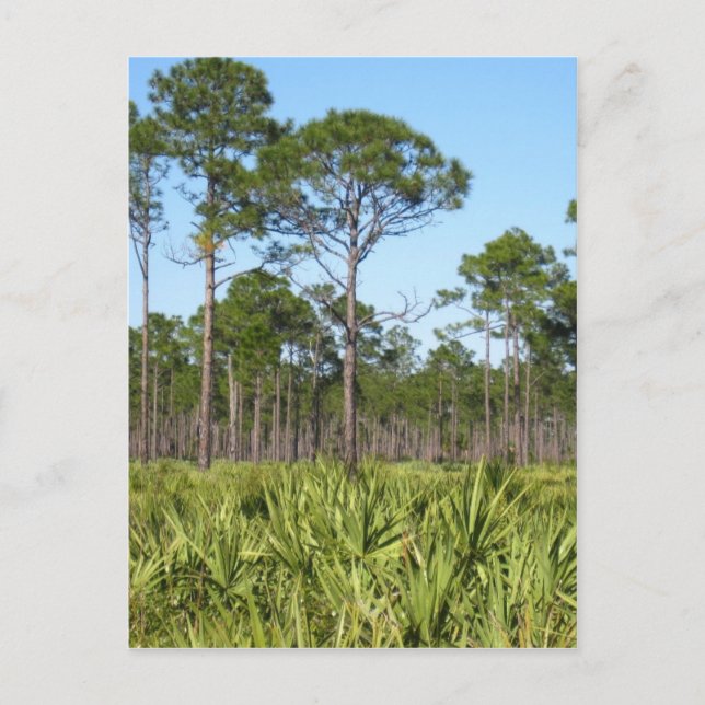 Träd och Saw Palmettos Vykort (Framsida)