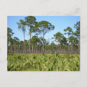 Träd och Saw Palmettos Vykort