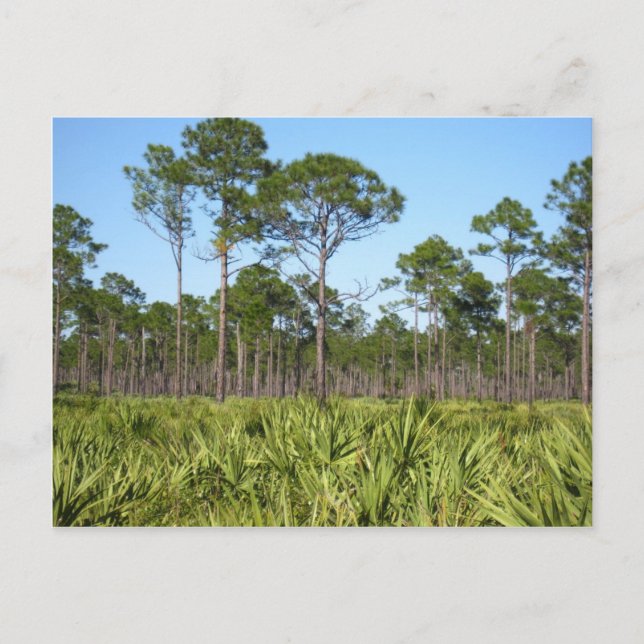 Träd och Saw Palmettos Vykort (Framsida)