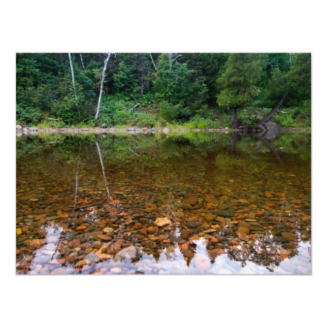 Träd over Rocky Pond Fototryck (Framsidan)