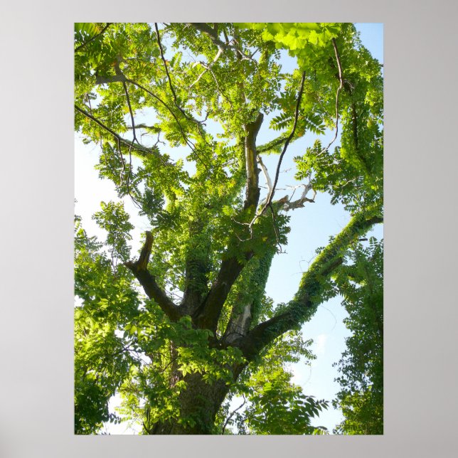 Träd överst poster (Framsidan)