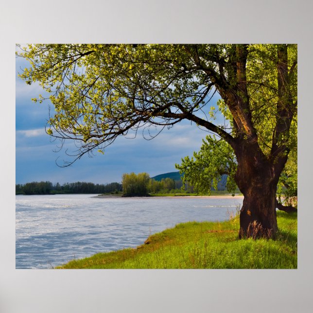 Träd på banken poster (Framsidan)