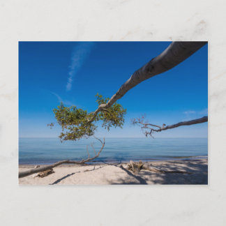 Träd på en strand på Östersjöns strand Vykort