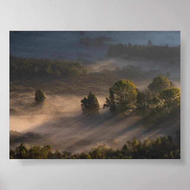Träd på morgonen dimma poster (Framsidan)