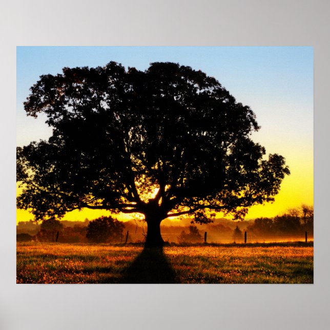 Träd på morgonen poster (Framsidan)