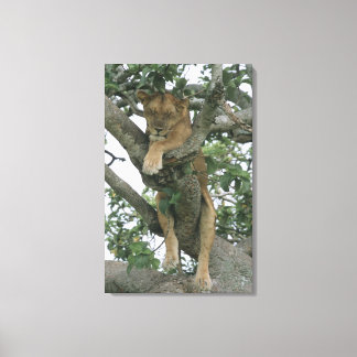 Träd (Panthera leo), drottning Canvastryck