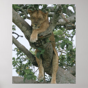 Träd (Panthera leo), drottning Poster