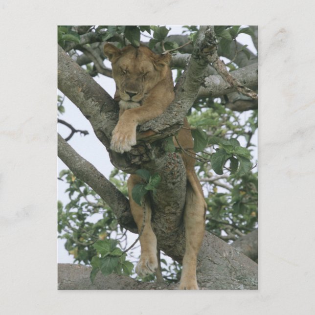 Träd (Panthera leo), drottning Vykort (Framsida)
